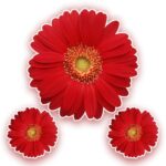 FLOR VERMELHA SF