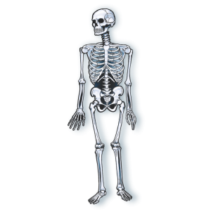 Painel Esqueleton c/01 un - Articulado