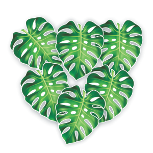 Costela de Adão c/06 un Pequena