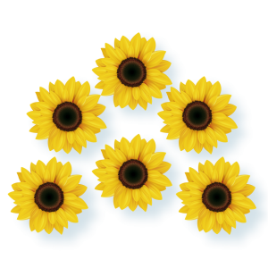 Girassol c/06 un Pequeno