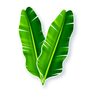 Kit Folha de Bananeira c/02 un