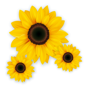 Kit Girassol c/03 un