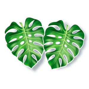 Kit Folha Costela de Adão c/02 un