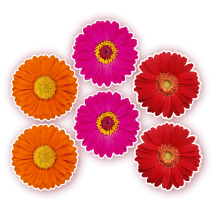 Flores Coloridas c/06 un Peq.