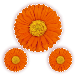 Kit Flor Laranja c/03 un