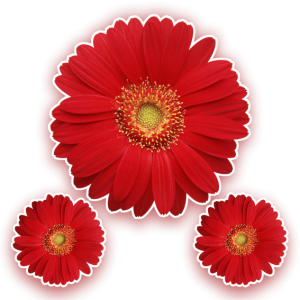 Kit Flor Vermelha c/03 un