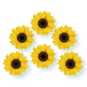 Girassol c/06 un Pequeno