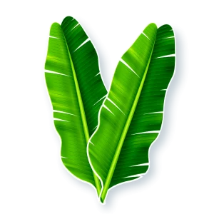 Kit Folha de Bananeira c/02 un