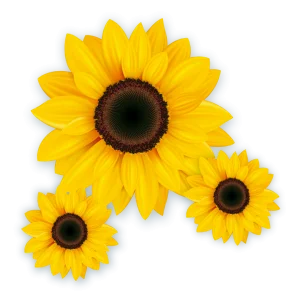 Kit Girassol c/03 un