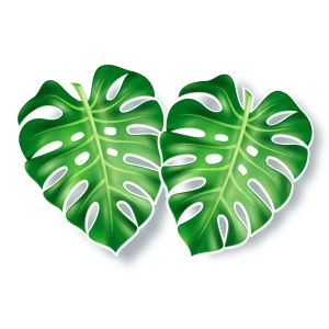 Kit Folha Costela de Adão c/02 un