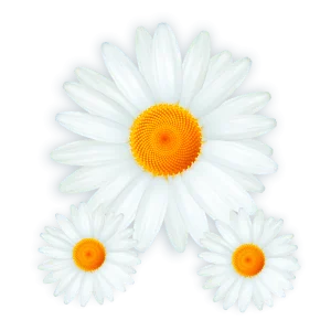 Kit Margarida c/03 un