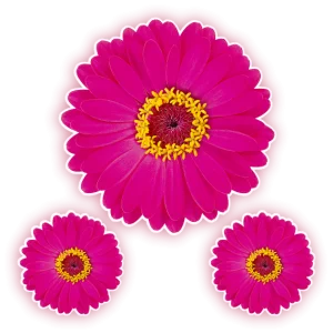 Kit Flor Rosa c/03 un