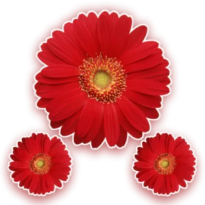 Kit Flor Vermelha c/03 un